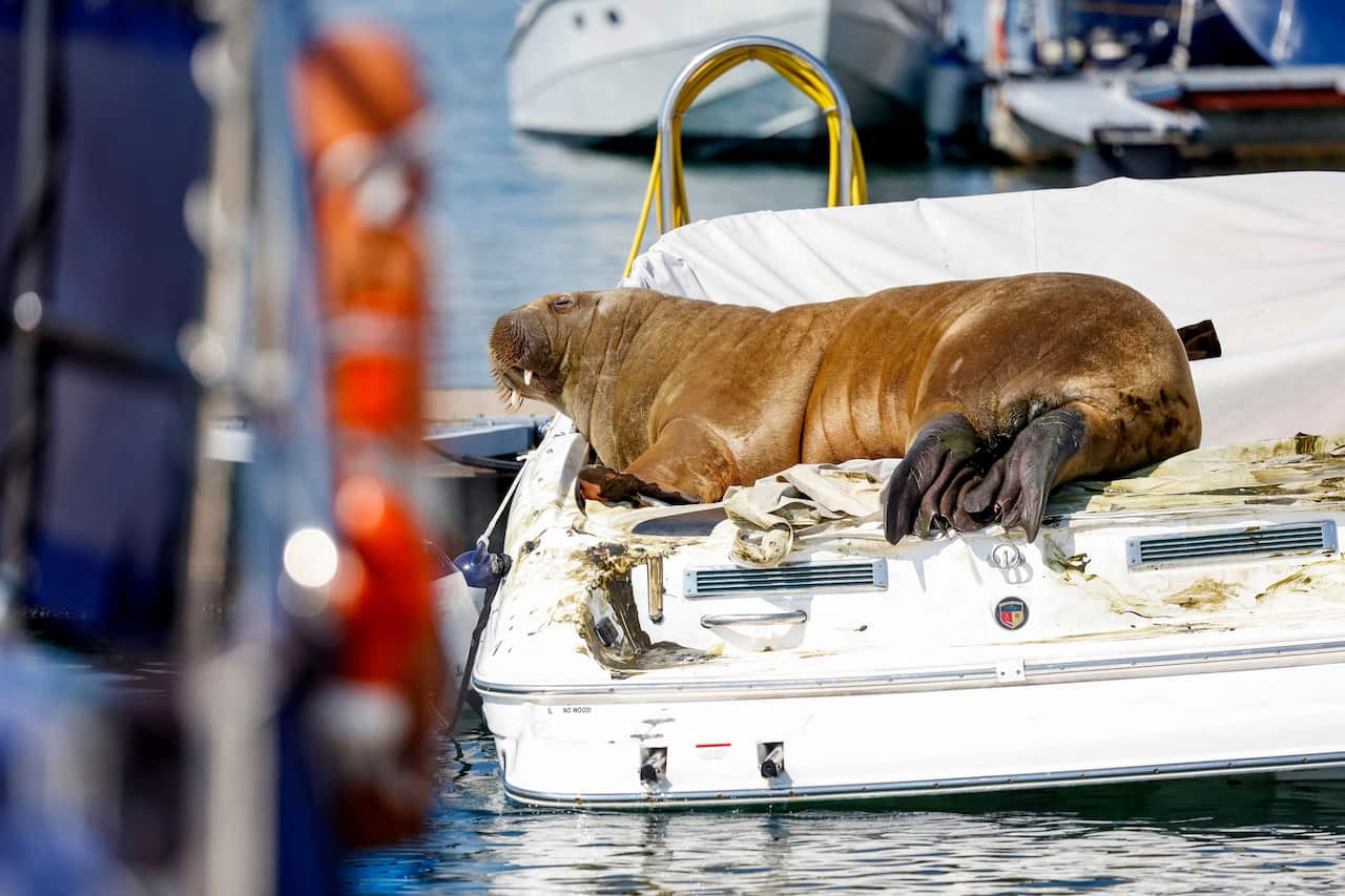 A walrus resting on a boat.