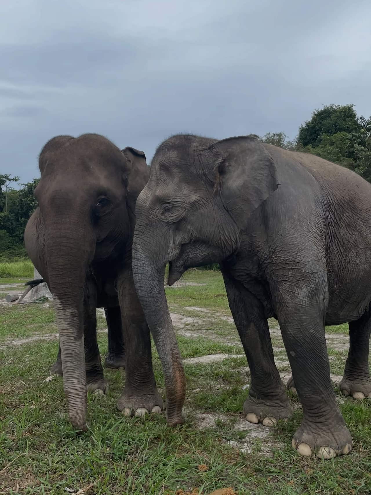 Dua gajah bernama  Mama Ria dan Mama Lisa, yang merupakan gajak indukan di Taman Nasional Tesso Nilo. foto dok Balai TNTS.jpg