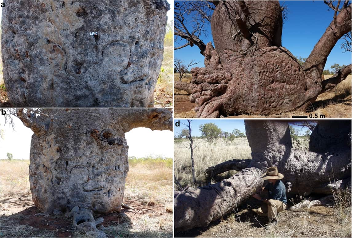 four pictures of boab trees with carvings
