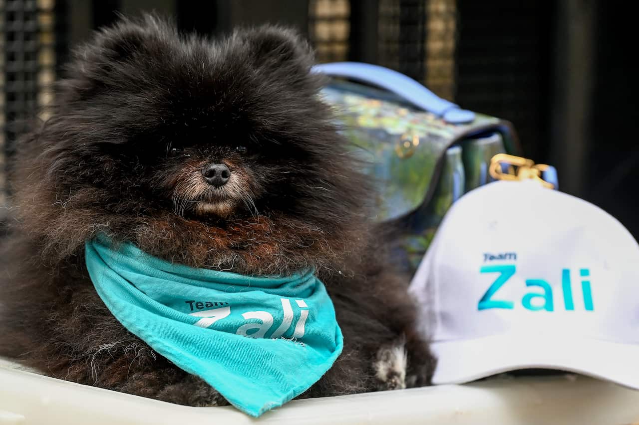 A black dog wearing a neck scarf.