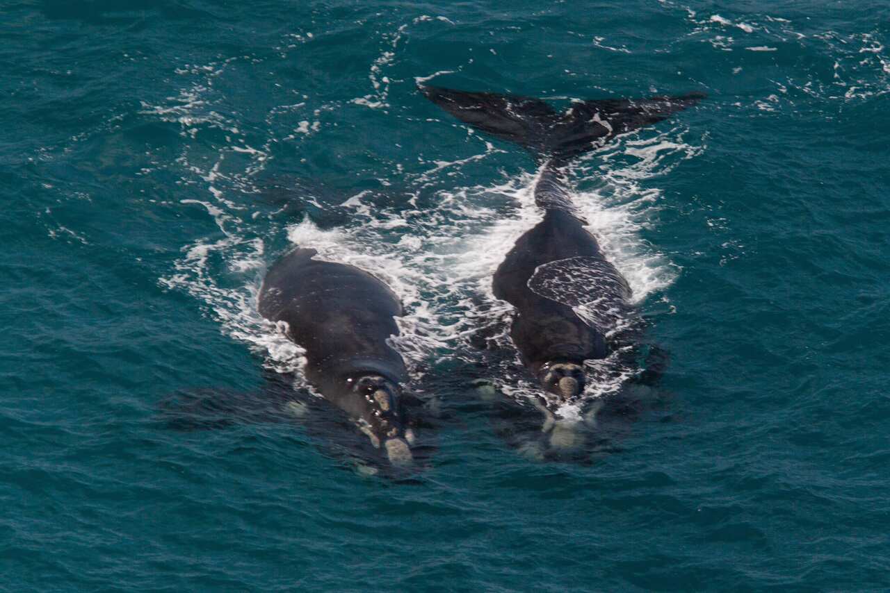Two whales at the surface of the water.