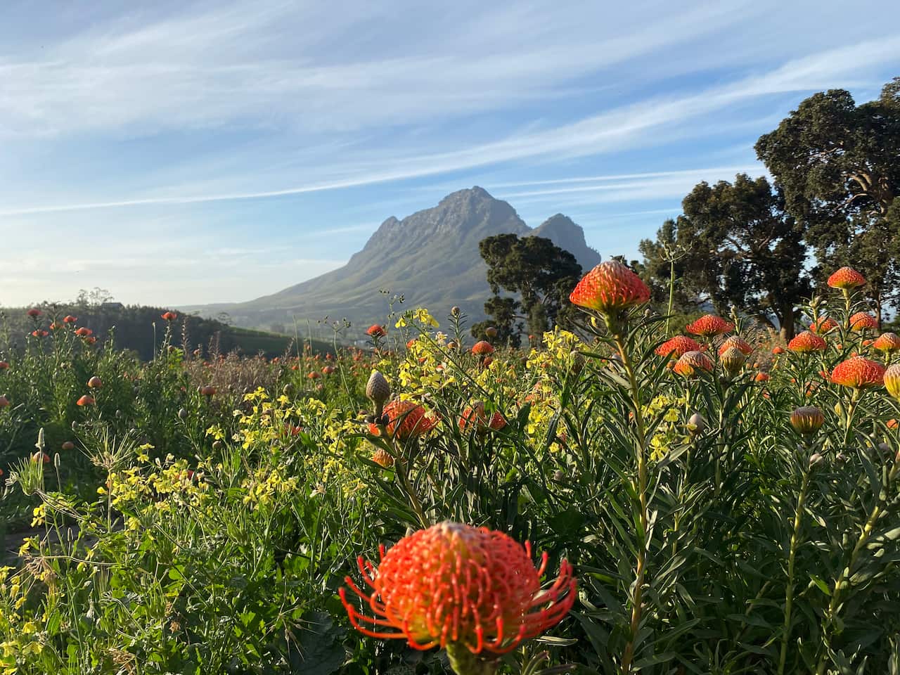 Simonsberg Mountain with pincushion Protea_Ross Anderson.jpg