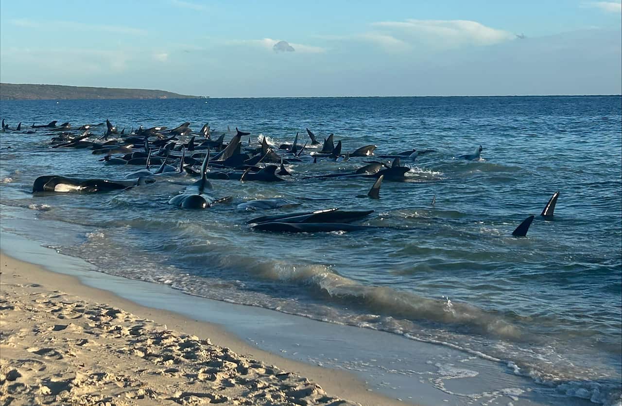 MASS WHALE STRANDING WA 