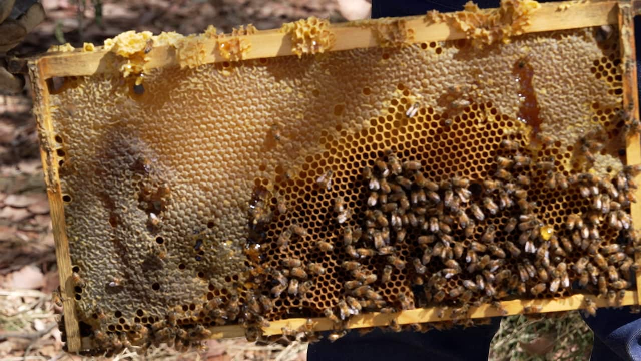 beehive3.jpg