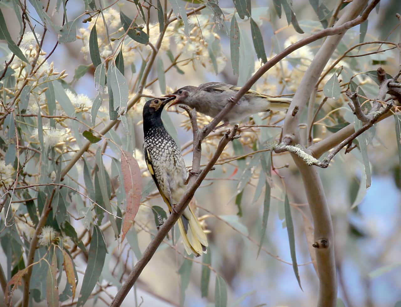 The critically endangered Regent Honeyeater - Image Mick Roderick.jpg