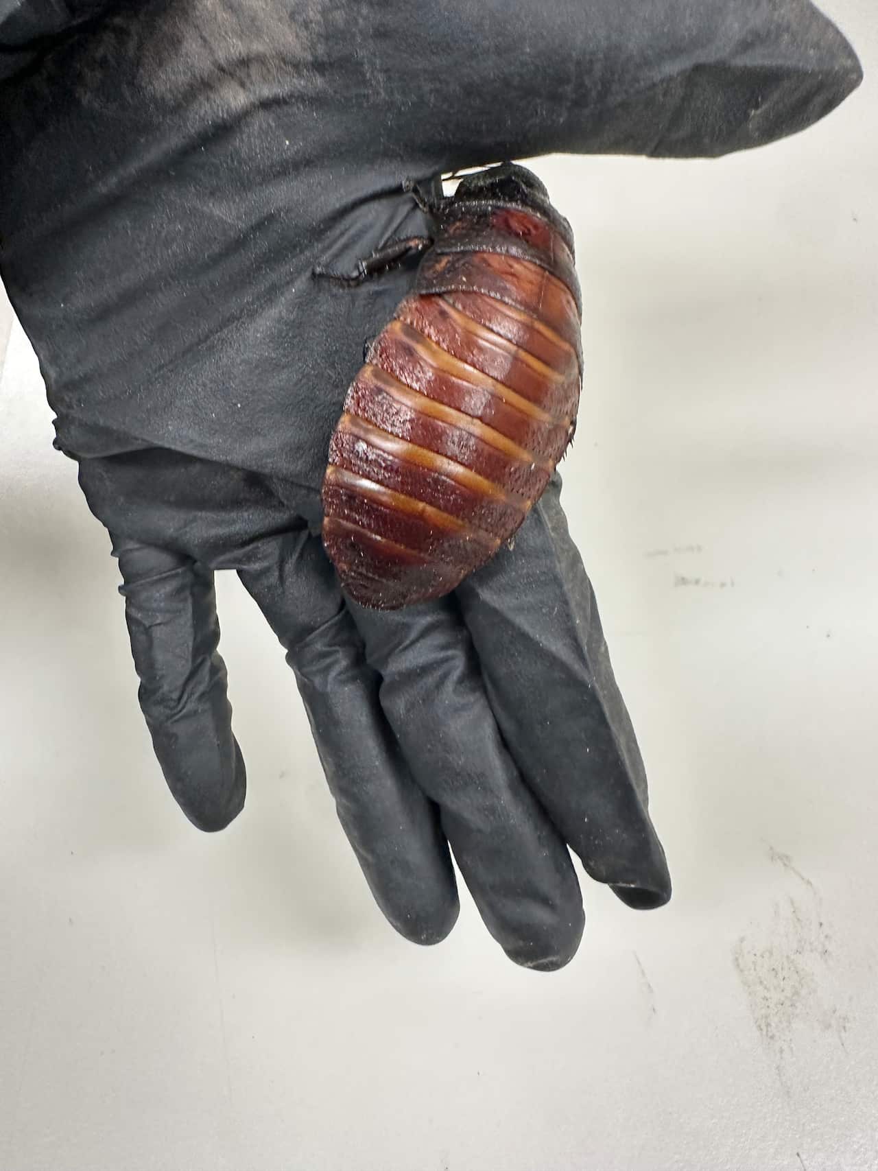 EXOTIC COCKROACHES