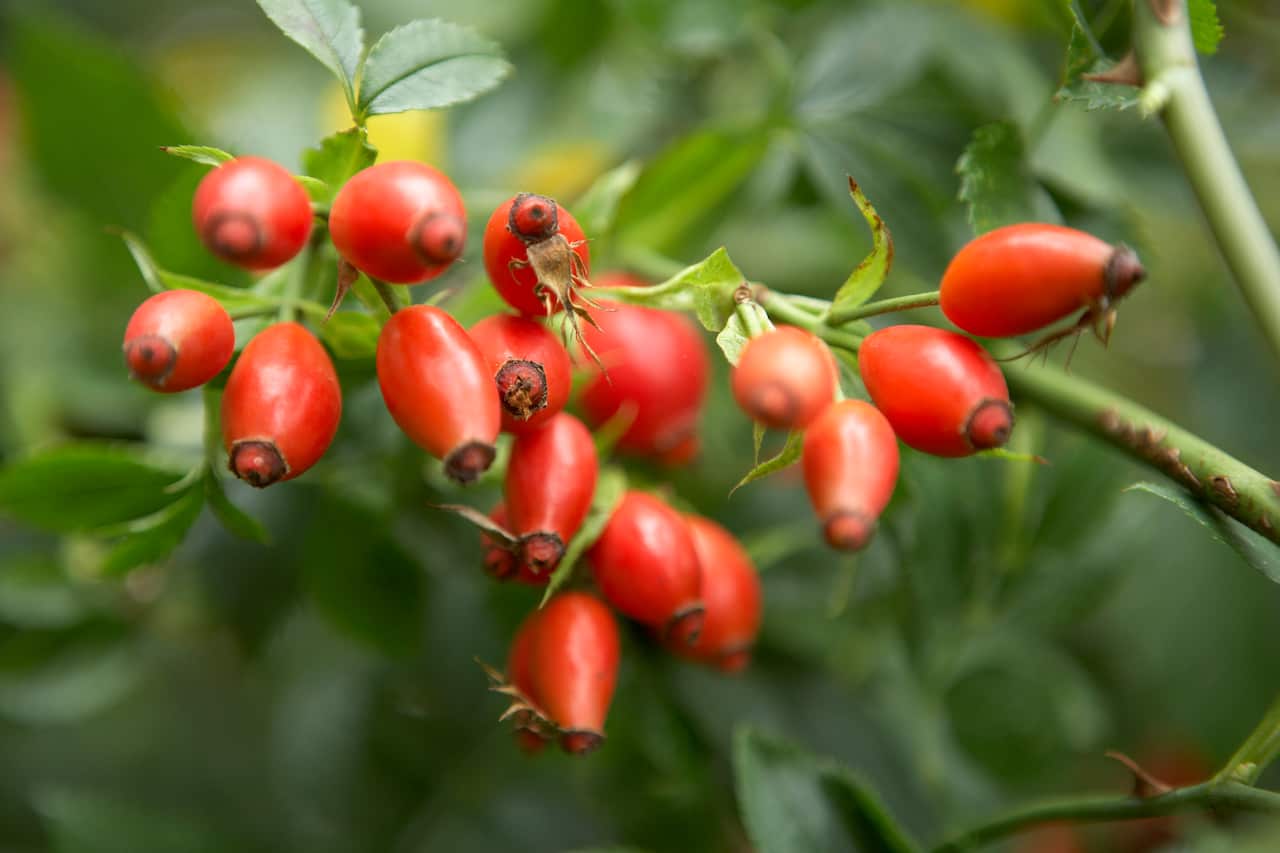 Rose hips