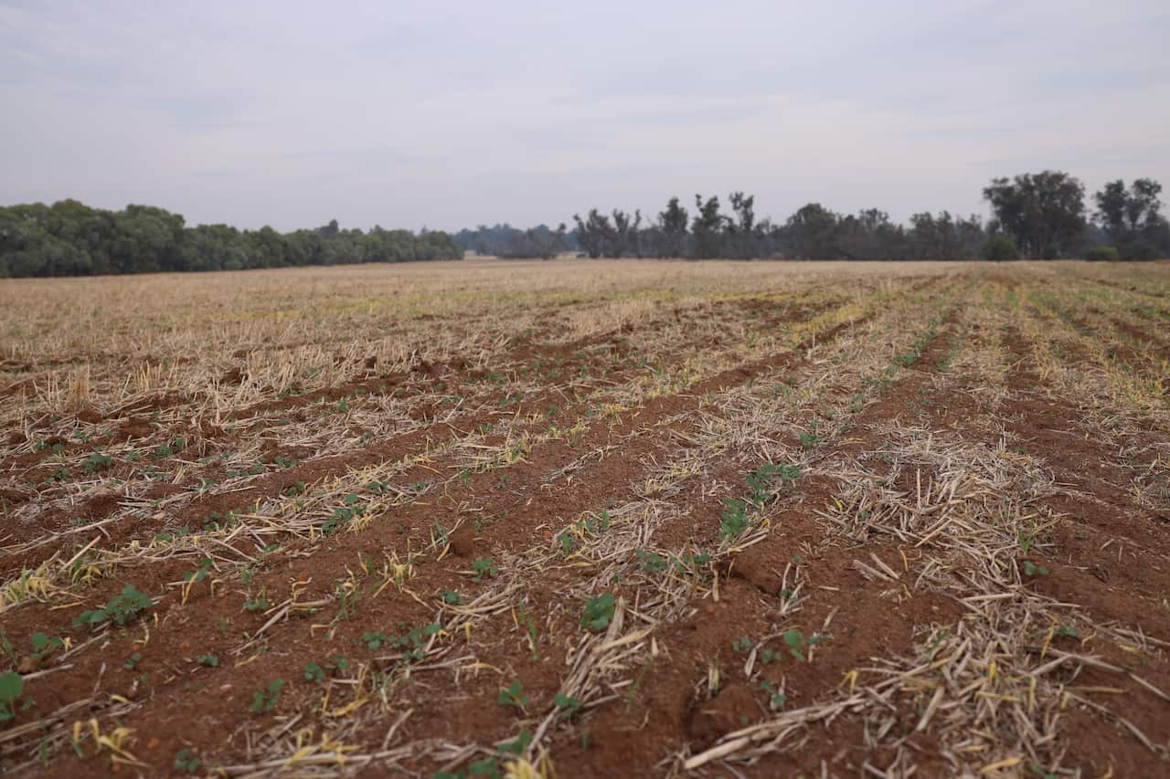 Large farm land filled with canola sown into the ground