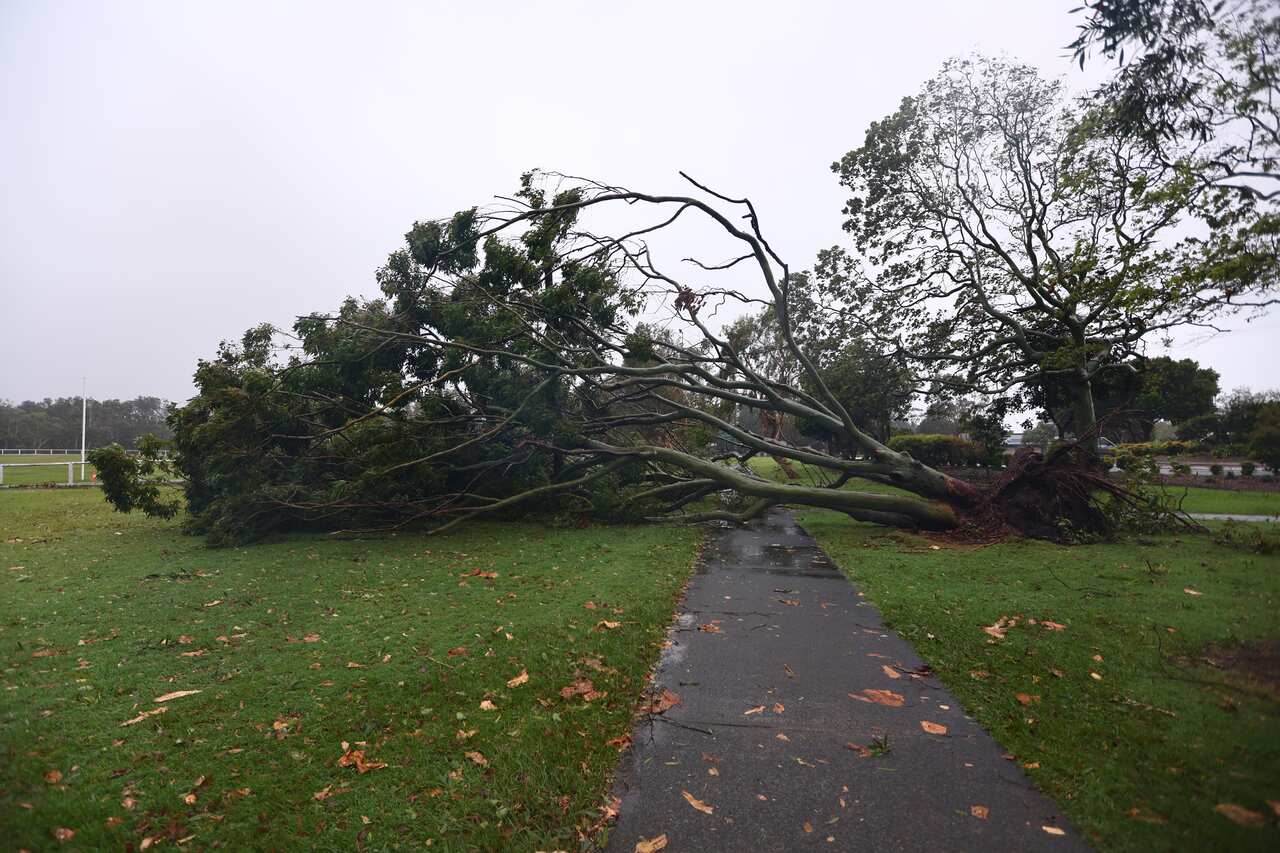 A large tree uprooted blocks a walking track