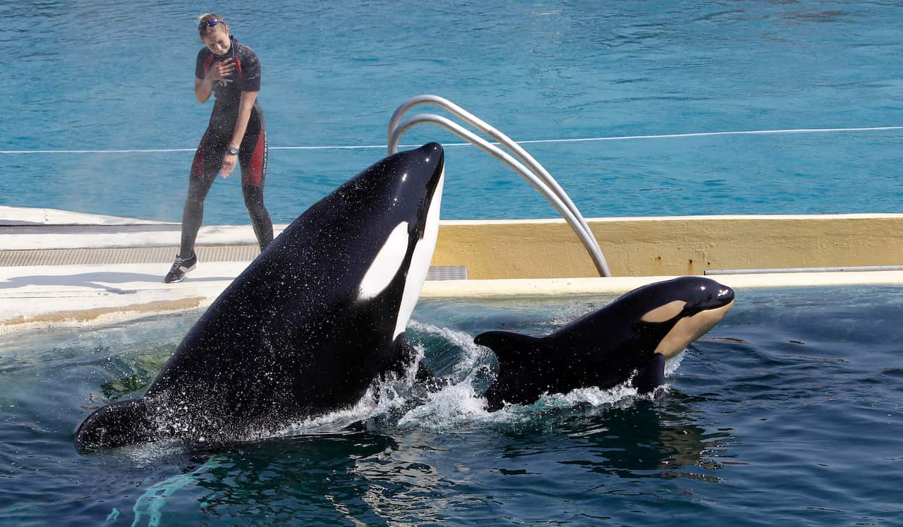 An adult and a baby orca in a pool at a marine park. Standing behind them is a woman in a wetsuit. 