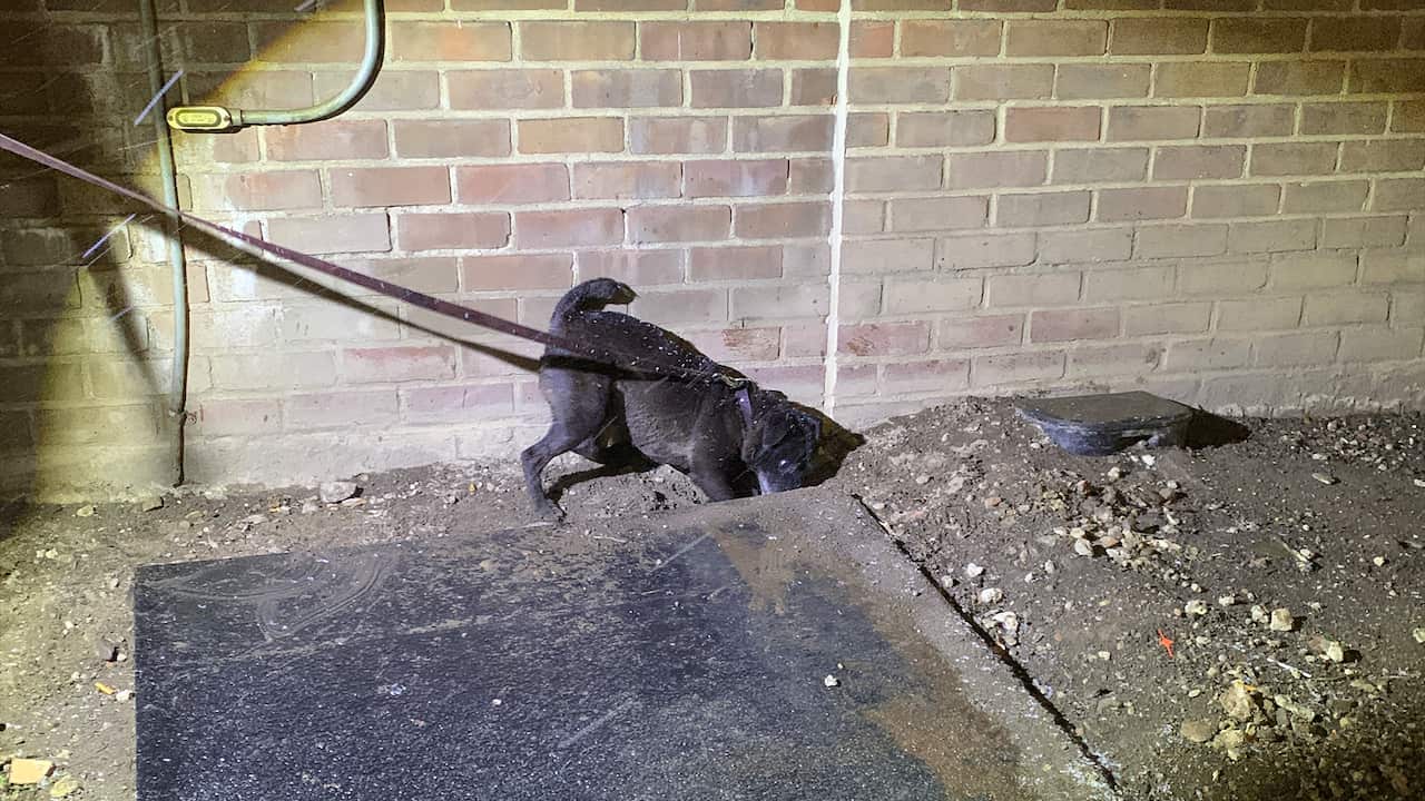 A dog digging into a hole 