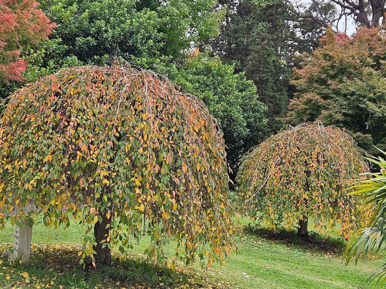 Weeping Cherry trees changed their colour at Tu viện Sơn Tuyền (SBS)
