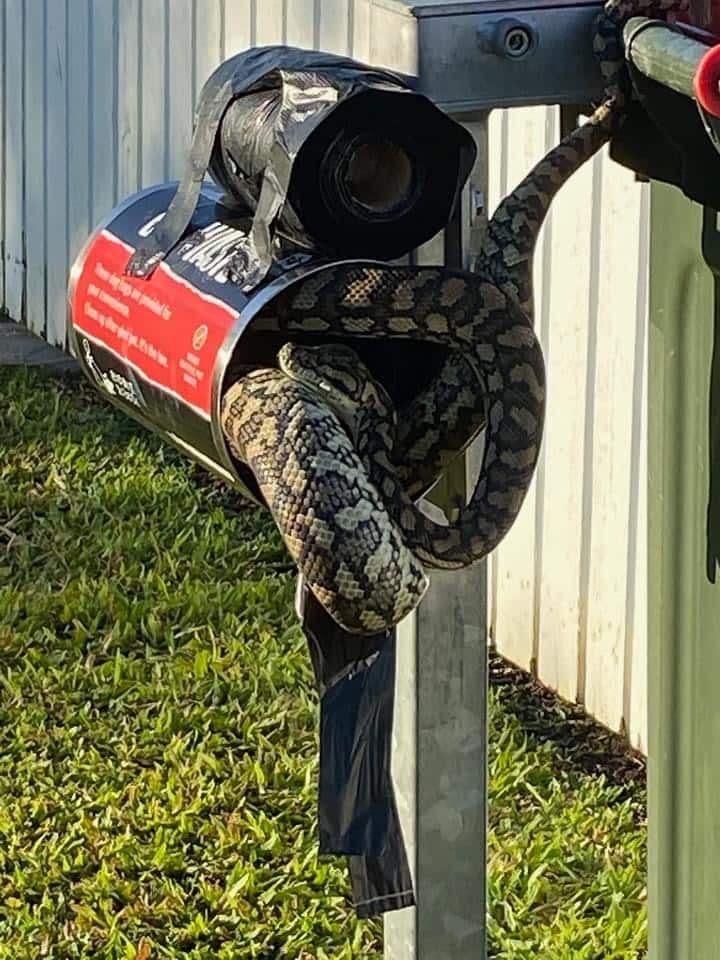 Serpiente piton se instala en un contenedor de bolsas en un parque.